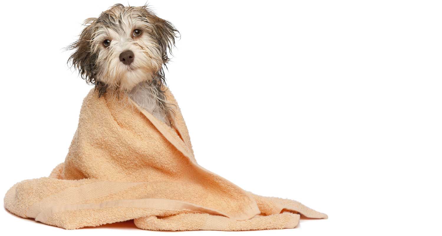 photo-toilettage-chien